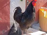 Australorp — photo 7