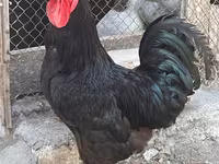 Chickens — photo 2