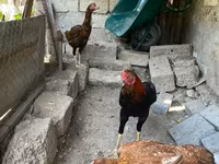 Chickens — photo 3