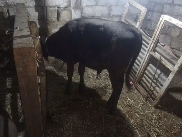 Bulle, Aberdeen-Angus
