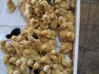 Ducks — photo 3