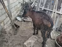 母牛, Red-spotted breed — 照片 3