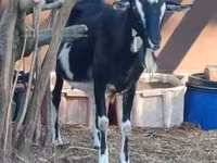Ziege, Toggenburg goat — Foto 3