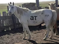 Horse (M), Kazakh horse — photo 1