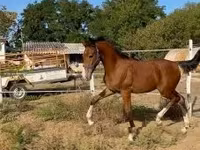 घोड़ा, Dutch warmblood horse — फ़ोटो 6