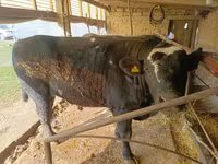 Buğa, Swiss cattle — foto 2