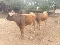 भेड़, भेड़ — फ़ोटो 2