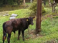 Bulle, Aberdeen-Angus — Foto 6
