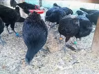 Ayam Cemani — Foto 5
