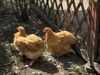 Pekin Bantam — foto 3
