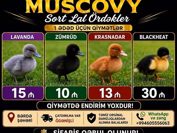 Ev Muskovisi