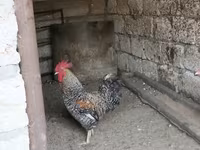 Chickens — photo 3