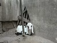 Keçi, Nubian Goat — foto 5