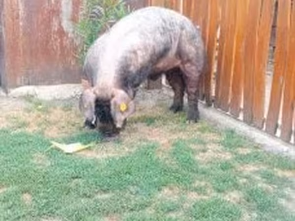Kanec, Дюрок