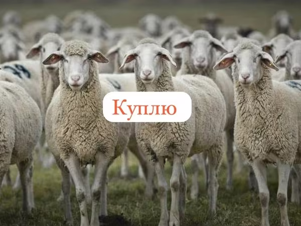 公羊, Sheep