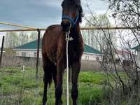 At, Thoroughbred horse — foto 2