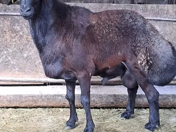 Baran, Hissar sheep