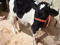 Krowa, Russian Black pied cattle — zdjęcie 2
