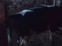 Buğa, Russian Black pied cattle — foto 1