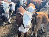 Cattle (batch, sex not specified), Aberdeen-Angus — photo 8