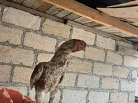 Chickens — photo 2