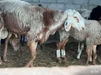 نعجة, East Friesian Dairy sheep — الصورة 3