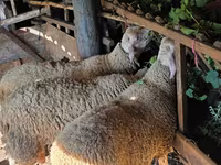 Ram, Lacaune sheep — photo 3