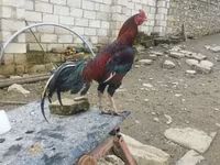 Chickens — Foto 6