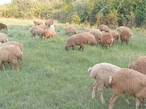 Qoyunlar (partiya, cinsi göstərilməyib), Qoyunlar