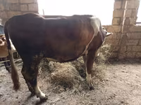 İnək, Simmental cattle — foto 1
