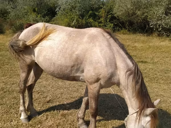 Madyan, Azerbaijan horse