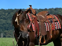 At, Quarter Horse — foto 4