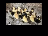 Ducks — photo 3