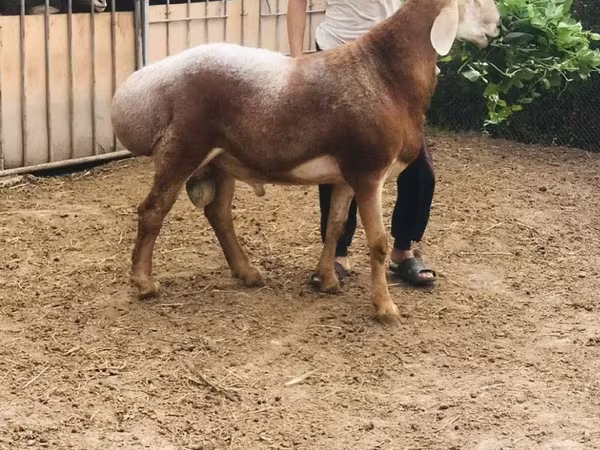 Qoç, Qoyunlar