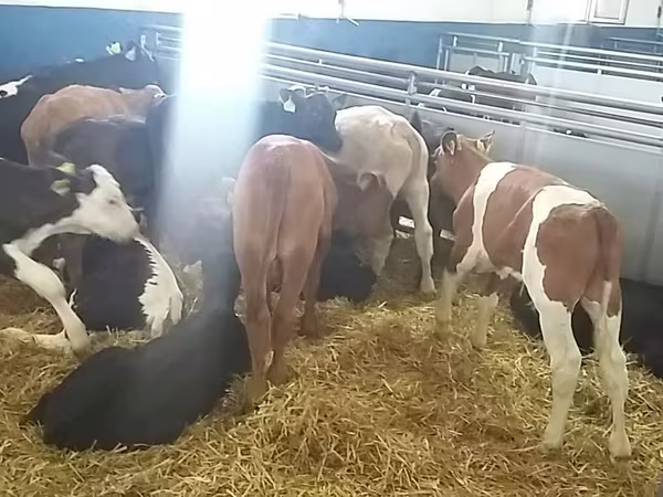 Rinder (Partie, Geschlecht nicht angegeben), Simmental cattle