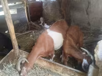 Cabra, Cabras — foto 4