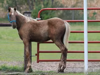 घोड़ा, Black Sea breed — फ़ोटो 6