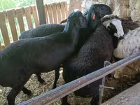 Qoç, Rhon sheep — foto 7
