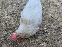 Chickens — Foto 1
