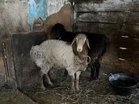 Qoç, Rhon sheep — foto 3