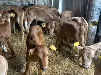 公牛, Cattle — 照片 7