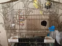 Qefessiz 60anat Nimfa (Cockatiel) cütü Məhsulun tərkibi: - 2 ədəd — 照片 4
