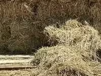 Խոտ, Փոխանակում գոջի հետ — फ़ोटो 1