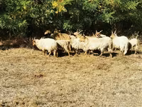 母羊, Racka sheep — 照片 6