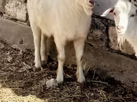 Billy Goat, Goats — photo 2