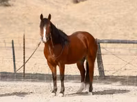 At, Quarter Horse — foto 3
