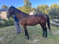 Hengst, Standardbred — Foto 1