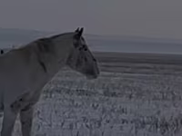 حصان, الخيول — الصورة 8
