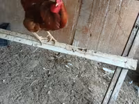 Chickens — photo 4