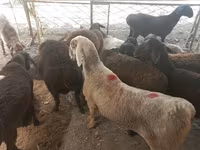 Beran, Ovce — foto 1